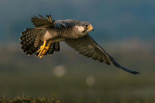 A falcon in flight over open ground